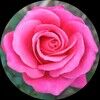 roseboutique1